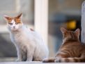 Kenapa Kucing Liar Suka Masuk ke Rumah? Ternyata Ini 5 Alasannya