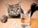 Pecinta Kucing Wajib Tahu, Ini Arti 7 Hal Aneh yang Sering Dilakukan Kucing