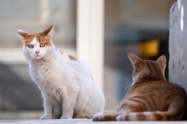 Kenapa Kucing Liar Suka Masuk ke Rumah? Ternyata Ini 5 Alasannya